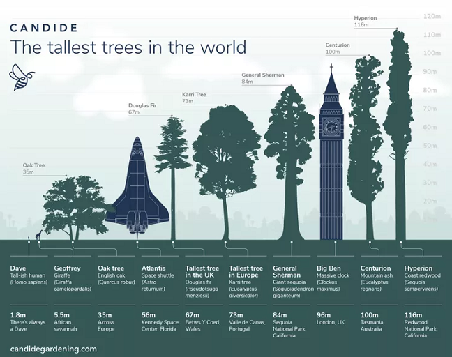 chart comparing hyperion with other trees